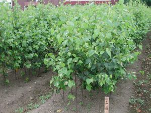 林業試験場が育成に取組んだ、花粉の少ないシラカバの培養苗　※（地独）北海道立総合研究機構提供