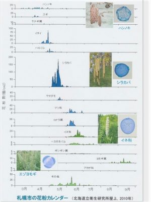 ハンノキの雄花（提供：北海道立衛生研究所）