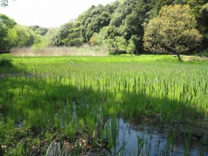 水辺に生える植物の代表例、葦。それ以外にも水辺に生える植物を覚えておきたい