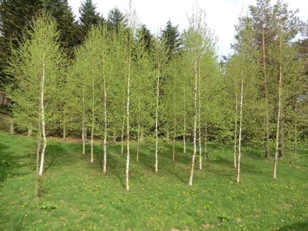 林業試験場が育成に取組んだ、花粉の少ないシラカバの培養苗　※（地独）北海道立総合研究機構提供