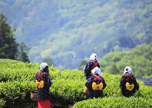 茜のたすきをかけた茶摘み娘たち