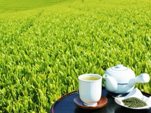 お茶の入れ方、飲み方にも歴史がある