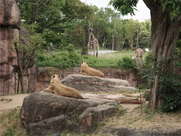 サバンナゾーンでは、肉食動物と草食動物が同じ平面上に観察できる