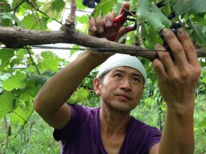 代表の福島さんは、毎日ブドウ棚を見て回る