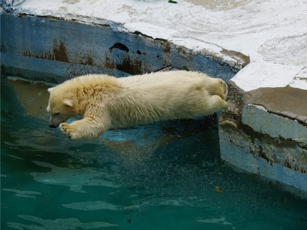 2021年に生まれたホッキョクグマのホウちゃんは、体の大きさは成獣に近づいてはいるものの、まだまだ遊び盛り。コーンを頭にかぶったままプールに飛び込んだり、ガス管のおもちゃを抱いて泳いだりと、疲れ知らずに遊んでいる