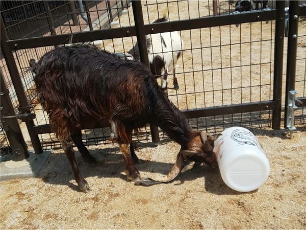 参加者が餌を入れたフィーダーを、ふれんどしっぷガーデンの動物に与えると、さまざまな工夫をしながら餌を取り出す様子を観察できる