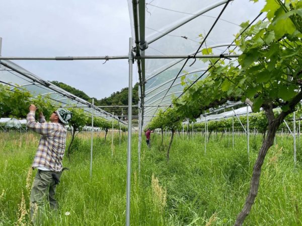 現在の武蔵ワイナリーが持つ有機栽培のブドウ棚