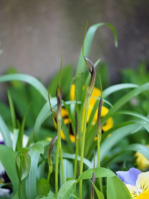 半夏はカラスビシャクの古名。この半夏が生えるまでに田植えを終わらせないと収穫が減ると考えられた