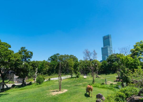 天王寺動物園からあべのハルカスがみえる。都会の真ん中で動物たちの生態に触れられる貴重な動物園
