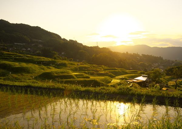 稲作とも関係が深い夏至。四国では農作業のあとにうどんがふるまわれるという