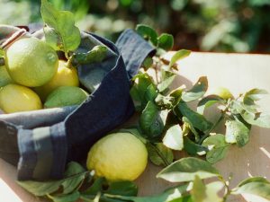 柑橘類の収穫期は冬。観光客のいない季節だが、その時期の瀬戸田は色づいた柑橘類が美しい季節なのだとか