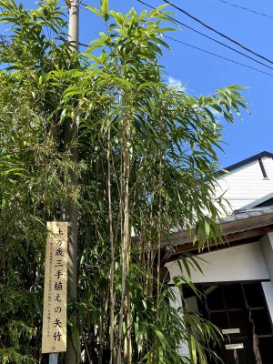 矢を作るのに適した矢竹は、いざという時のために武士が庭に植えたとされる