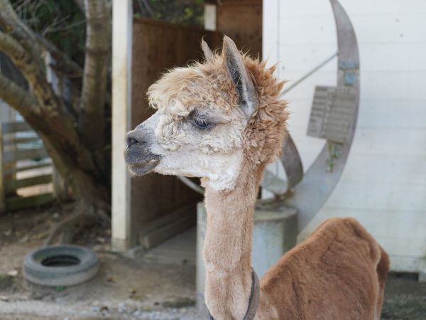 リノベーション前の「野島小学校」。建物はほぼそのまま活用され、各所に小学校の面影が残る。写真提供：パソナグループ