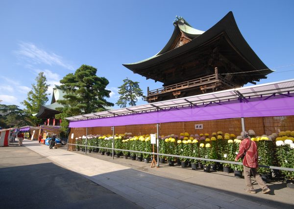 各地で開かれる菊祭り