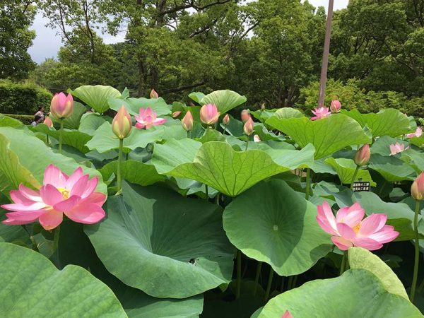 開花時期のオオガハスの群生