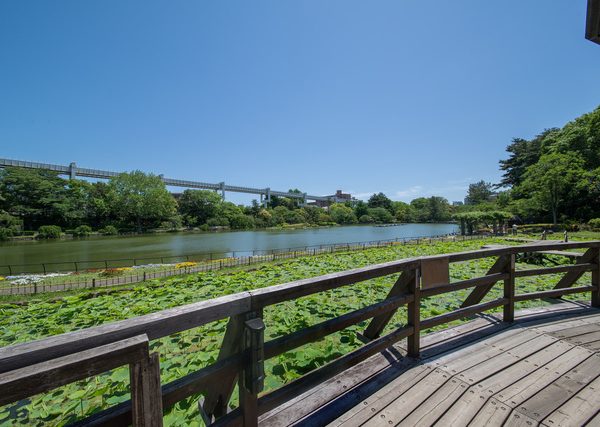 千葉公園の第1期整備は2023年1月ごろを予定されている