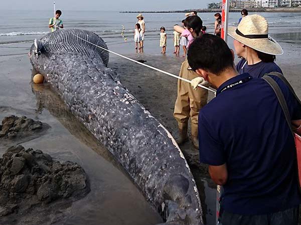Sdgs未来都市 鎌倉が目指す プラスチックごみゼロ コミュニティ一体でリサイクル率3年連続全国1位に 住まいの本当と今を伝える情報サイト Lifull Home 039 S Press