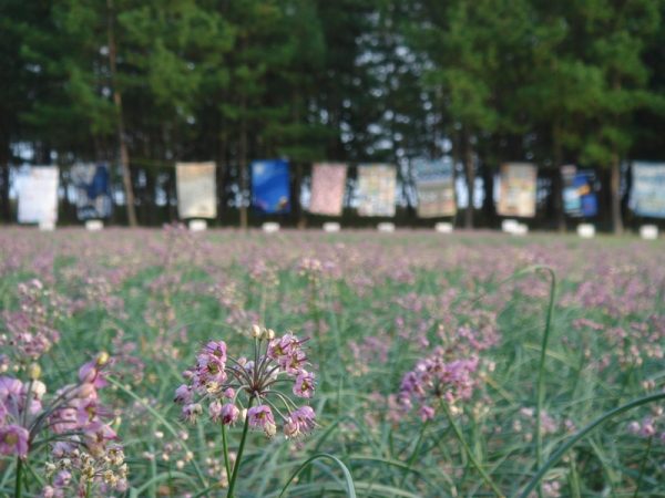手前がらっきょうの花。その向こうでは潮風のキルト展が行われている