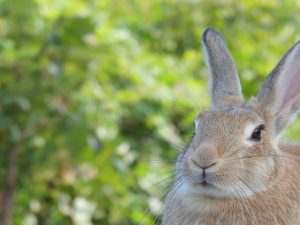 2023年の干支は「癸卯」。この年の干支は何を指し示しているのか、どういった行動をすれば干支を味方につけることができるのか。干支の基本的な仕組みと、その考え方のベースになっている「陰陽五行思想」をご紹介。