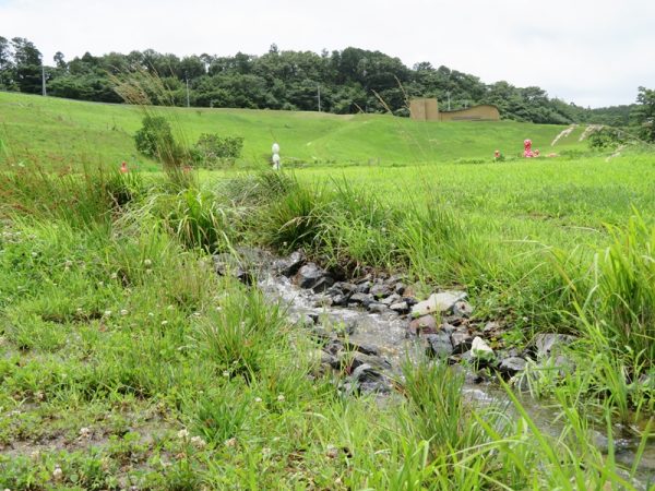 ビニールハウスで葉物、ミニトマトなどを栽培している