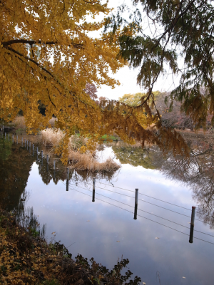 中島直人さん　善福寺池畔のカフェにて　