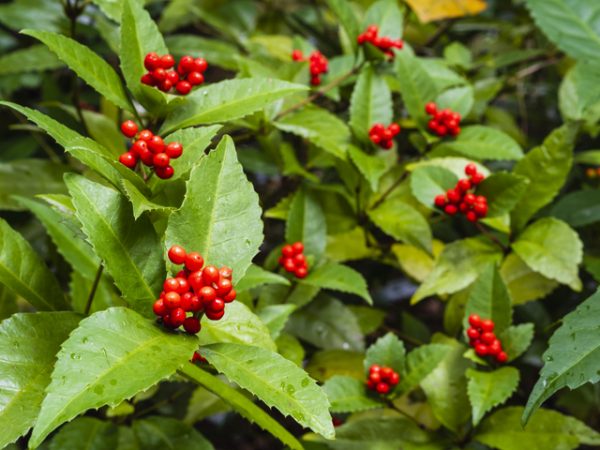 赤い実をつけるセンリョウ