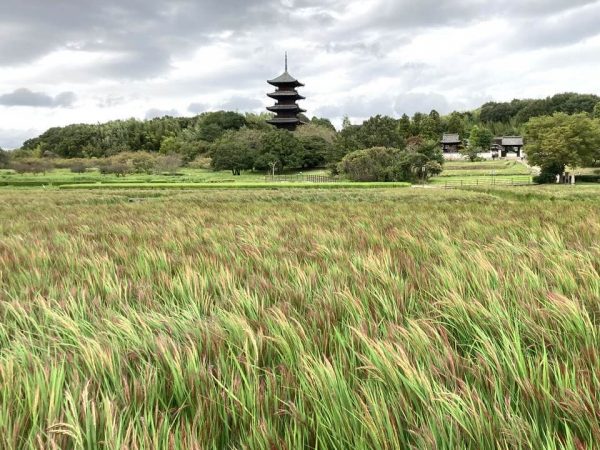 総社市を象徴する備中国分寺。秋にはここで赤米フェスタが開催される。