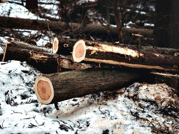 切った木はそのまま使うのではなく、割れや反りが起きにくいように時間をかけてしっかりと乾燥させる必要がある。木材がどういう過程をたどって製品となるのかを知ると、より愛着の持てるものになりそうだ
