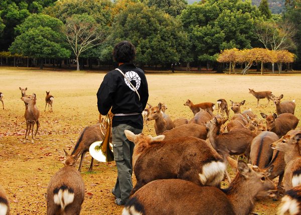 奈良公園の鹿寄せ。ホルンで鹿を呼び、ドングリを与える