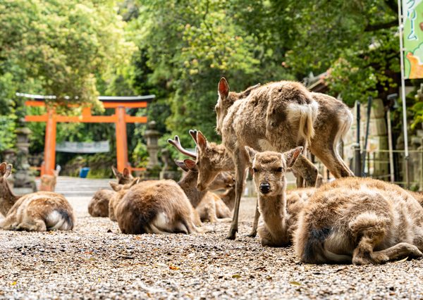 春日大社の鳥居と奈良公園の鹿