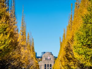 神宮外苑のイチョウ並木と聖徳記念絵画館