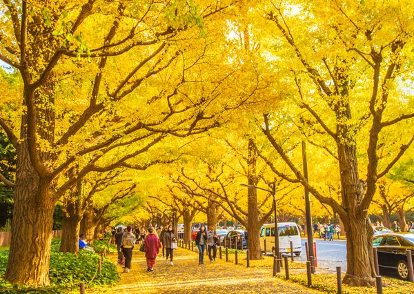 神宮外苑のイチョウ並木。青山通りから聖徳記念絵画館につながる道に146本並ぶ。毎年11月下旬ごろに黄葉のピークを迎え、黄金色に輝く