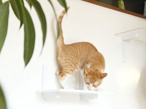 石膏ボードにピンで留めるステップタイプのキャットウォーク。壁穴が目立ちにくく、レイアウトの自由度が高い。DIYでも取り付けが可能だ（キャットロードプラス/アニマコレ中西金属工業）
https://animacolle.com/
