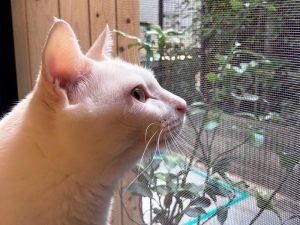 猫を飼いたい人が対象の、共用部に猫がいる物件。相性のよい猫との暮らしを始めることも可能。