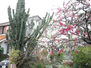 南国的な要素もある