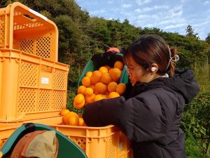 一次産業では繁忙期、閑散期があり、通年で人を雇うのが難しいことがあるが、複数の仕事をすると考えれば解決できることもある（写真は大人の島留学で島を訪れた人の現場。写真提供/海士町）