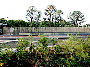 陸上グラウンドの境界は金網ではなく角材を5センチおきほどに立てて、ゆるやかに仕切っている