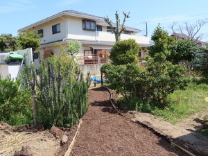 これが微生物舗装。歩くとアスファルトやコンクリートと違い、少しふわふわした感じ