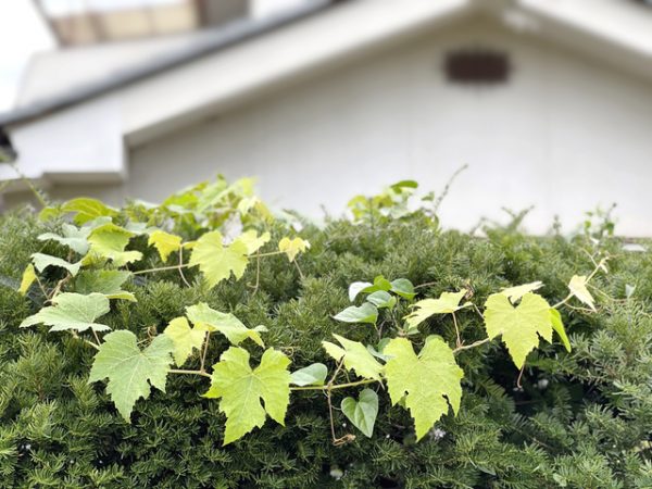 東京都は2012年に「東京都民間住宅活用モデル事業」を立ち上げて以降、さまざまな施策を実施している