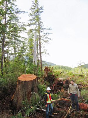 カナダでのウエスタン・レッド・シーダーの巨木を切った後の切株。白いヘルメットをかぶっているのが河野氏。カナダ在住で世界の木材事情に詳しい