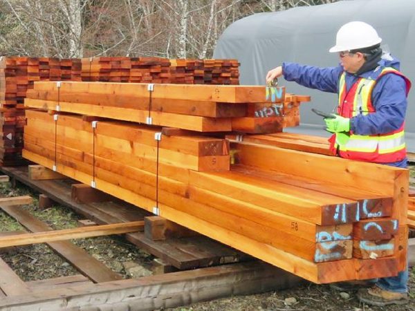 カナダでのウエスタン・レッド・シーダーの巨木を切った後の切株。白いヘルメットをかぶっているのが河野氏。カナダ在住で世界の木材事情に詳しい