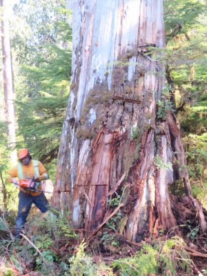 ウエスタン・レッド・シーダーを伐採している様子。素晴らしい巨木。カナダならではのダイナミックな光景だ