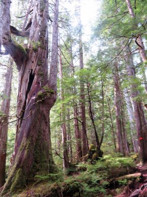 うっそうと茂る木々。カナダの森。左に見える大きな木がウエスタン・レッド・シーダー。後ろの方には、ヘムロック（米栂）も