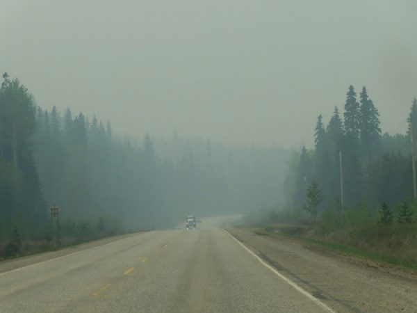 うっそうと茂る木々。カナダの森。左に見える大きな木がウエスタン・レッド・シーダー。後ろの方には、ヘムロック（米栂）も