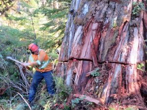 昔ながらの伐採方法。この巨木をチェーンソーと斧で切り倒す。先住民との連携が欠かせない