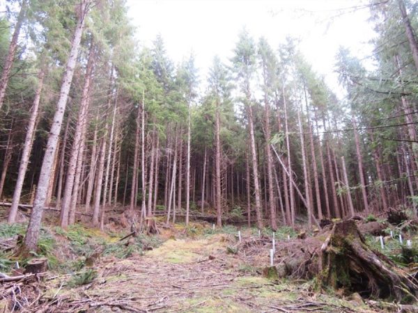 昔ながらの伐採方法。この巨木をチェーンソーと斧で切り倒す。先住民との連携が欠かせない