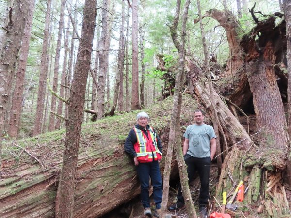 昔ながらの伐採方法。この巨木をチェーンソーと斧で切り倒す。先住民との連携が欠かせない