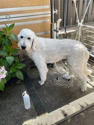 オーダーのサークルの実例。床と壁をタイルにすることで清掃性を確保。出入口の横にドッグフードやペットシーツなどを入れる収納スペースを設けたので利便性も高い