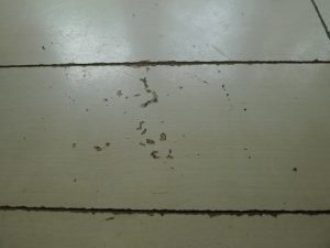 筆者宅の合板フローリングのキズ。体重8kgの子犬を迎えて1カ月後には、こういったキズが床中に広がっていた