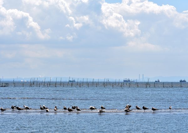 ふなばし三番瀬海浜公園